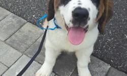 GORGEOUS SAINT BERNARD PUPPY. HE WAS BORN 3/28/2016 AND IS 1 OF 7. HES GOT HIS SHOTS, PAPERS AND GREAT VET SERVICES OFFERED. DONT MISS OUT PLEASE CALL 631-459-6127