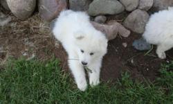 SAMOYED PUPPIES 8 WEEKS OLD AKC . WORMED SHOTS .