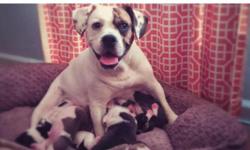 Desiger breed (with papers)
Females and male puppies
8 weeks old
They have:
first shots
registration papers
examination for clean bill of health