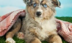 Hiya! I'm Sassy, a enchanting merle female Mini Australian Shepherd! Everyone tells me I am a little bit of sugar and spice, so that is why they called me sassy. I was born on May 18, 2016. L'll come with you shots and worming to date!&nbsp;They're asking