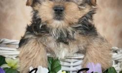 This is Sassy! She is a precious tri color Morkie Female. You will fall madly in love with her at first sight. She was born on February 8th,2014. Her mom is 9lbs and dad 6lbs. She will come to you wormed & shots to date. This gal will make a loving
