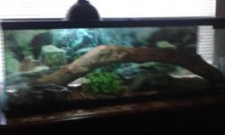 Savana monitor lizard. Male
Likes to eat handling is reccomended only when hes not hungry.
75 gallon tank water bowl and hide.
If intrested pls email me at
Jerrymsmith89@gmail.com