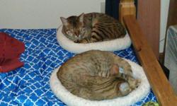 Price:$1,000
Address:Portland, OR 97230 (map)
Date Posted:06/09/14
Age:Young
Gender:Male
Offered by:Owner
Description:
Savannah cat Loving and fun and pure bred papered
Going back in to service Not fair for the cat to be away from me so long Want to find