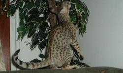 Stunning F3B Female Savannah Kitten.&nbsp; She was born 3-11-2014 and is now 5 months old.&nbsp; Lots of spots and stripes reflecting her SERVAL heritage.&nbsp; She is available to an approved home with contract.&nbsp; Approval process