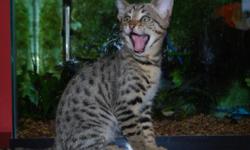 Beautiful f3c savannah kittens available. Puppy like personalities, well socialized, vaccinated, health guaranteed. These kittens have clear spotting patterns, big ears, and long, lanky bodies. They resemble their great granddad serval. They are ready to