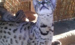 beautiful savannah kittens&nbsp; asking 700. with&nbsp; out breeding rigths&nbsp;&nbsp; -
