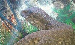 Savannah Monitors For Sale South Florida. Small and medium savannah monitor lizards in South Florida. Nice savanna monitors! GREAT PRICE ONLY $29.99! Call (828)-253-2392 and visit www.yourpetcity.com