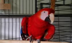 Beautiful Scarlet McCaw, Appx 7 years old, needs forever home.&nbsp; Large 5' wide 3'deep nice cage, stand alone perch. &nbsp;Needs someone who can devote to.&nbsp; My dogs are overly jelious.&nbsp; $750.00