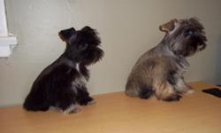 SCHNAUZER MALE & FEMALE&nbsp; 8 WEEKS&nbsp; FIRST SHATS AND DEWORMING VERY BEAUTIFUL READY FOR NUW HOME &450.00 EACG -*--*-