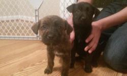 I have 2 very sweet adorable puppies that are very playful loves other dogs and children that weight under 8 pounds there male and a female only serious inquiries someone who will love them and give them a great home we are moving out of state and are