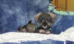 These precious little boys are ready to find their new furever homes! They have wonderful personalities! Their mother is a 10lb schnauzer and their father is a 4lb toy poodle, so they will not be very big! They will come with a health certificate from my