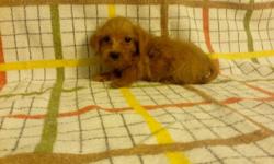 Sweet little puppy's black, and also red mom miniature schnauzer dad tiny toy poodle