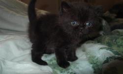 The most adorable kitten in the world! Very cuddly, energetic and extremely smart! Hurry up!