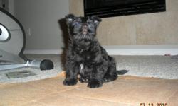 Scottish terrier black female, AKC has current shots,is very playful. We usually ask $800 but the puppy is 15 weeks now so we are only asking $400. We will deliver up to 60 miles free.