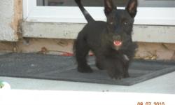 Scottish terrier black, AKC, female, current shots, she is very playful, we usually ask $800 but are only asking $400 because she is 15 weeks now. we will deliver up to 60 miles free.