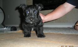 Scottish Terrier, black, AKC, female, has current shots, is very playful. We usually charge $800 but are only asking for $400 because she is 15 weeks now. We will deliver up to 60 miles free of charge.