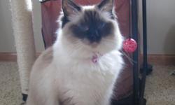 Gorgeous Seal Point Ragdoll is looking for a loving home. She is very friendly and will become very attached to her family but is nervous at first around strangers.
She is spayed and pictures of parents can be seen upon request. Contact for additional