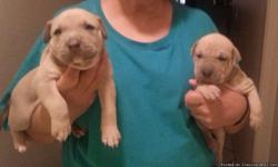 We have 5 hand raised puppies 5 wks old there father is purebred sharpei he was a medical dog mother is a hand raised akc purebred pit bull they are family members not junk yard dogs for more details call me 702-742-7221 OR 702-482-0612