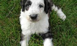 Sheepadoodle Puppies!
(Old English Sheepdog and Poodle Hybrid)
Only 4 weeks old, available to go home October 11th. Only 2 Males left available. All other puppies have been spoken for.
Much like the Goldendoodle the Sheepadoodle is becoming the new
