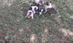 I have 2 male&nbsp;Shelties puppies if interested text me. Glenda