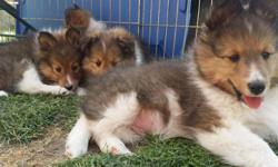 AKC Shetland Sheep Dog Puppies, Vet Checked, Dew claws removed, First shots, Dewormed, Great Temperaments, Socialized, own both Parents
