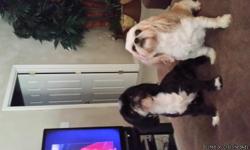 Parents on premises.5 beautiful CKC registered Shih Tzu puppies for sale, Born September 13th,2014 The Puppies will be ready on November 15thth for new home! Females $595.00 Males $495.00 The litter consists of three Females and two Males.The Females are