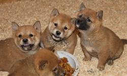 4 puppys shiba inu,ready for new home.very sweet personality and loves everyone current vaccinations and worming,parents on premises,price $800.for more info call me 951-543-8949