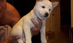 Shiba Inu is a mini Akita, very smart and rare breed in America. New pups, 8 weeks old, AKC, all shots, unbelievably cute, all white with red ear tips, male and female. $950. Brown female&nbsp;with white and black markings $750. Three year old male, black