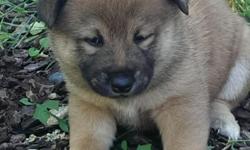 I have one girl and two boys. Mom and dad are our family pets. Pure bred Shiba Inu. WE DO NOT SHIP. Puppies can be held with a $250 non-refundable deposit. Deposit will go towards the total cost. Puppies are just now 4 weeks old and will be ready for pick