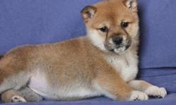 Shiba Inu Puppies For Sale
FOR MORE INFORMATION ON THE FISHES PLEASE DO TEXT US AT
() -
&nbsp;