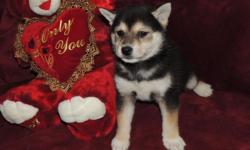 Shiba Inu Female Puppy Born 12-16-13 Ready for rehoming.
CKC registered, microchipped and UTD on Shots.
shibapuppies.net