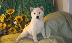 I HAVE 3 MALE SHIBA PUPS. ONE CREAM AND 2 RED. THEY WEE BORN SEPT.24TH 2013 AND READY FOR THERE FOREVER HOME NOV 22 2013.
THEY ARE APRI REGISTERABLE,VET CHECKED AND UP TO DATE ON ALL THERE SHOTS AND WORMINGS. THEY ARE VERY SOCALIZED,PLAYFUL AND LOVING.