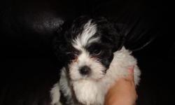 Ready now shichon puppies. one male 3 females. raised in the home with children. vet checked, first shots, wormed. Great family dogs. they love people. call 715-851-6502. no text leave a message.