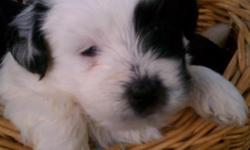 Rosette (Registered Bichon Frise), and Baby-boy (Registered Shihtzu) had a beautiful litter of 6 puppies Born 7-24-2012 Ready for adoption 9-18-2012, 5 females, and one male. &nbsp;All equally "Beautiful". &nbsp;Every puppy "GREAT" people had a hard time