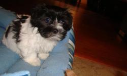 We have one female Shichon puppy available. The Shichon is a designer cross between registered Shih Tzu and Bichon parents. They have become very popular because of their wonderful disposition; friendly, playful and loving. They have a wonderfully soft