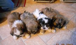 We have two litters of Shichon or Teddy Bear puppies available on February 12th.. The Teddy Bear is a designer cross between registered Shih Tzu and Bichon parents. The Teddy Bear is also known as "Shichon" and "Zuchon". They have become very popular