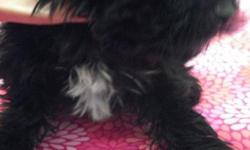 Beautiful Shih-poo puppies for sale. Mother is akc shih-tzu and fater is akc toy poodle. These puppies have the intelligients of the toy poodle with the playfulness of the shih-tzu. They have had shots and worming and have been raise in a warm loving