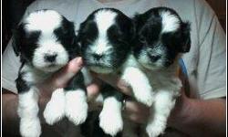 We have 3 beautiful little shih-poo puppies available for sale. We are asking 395.00 but will negotiate some for knowing that they are finding really loving homes.
We have both the mother and the father. Mom is 5 lbs and the dad is about 9 lbs. and both