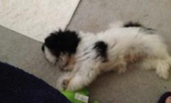 Male shih-tzu 3 months old CKC reg! Please call -- Must sale due to health reasons