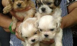 ckc shih-tzu males450 females 475 redy to go 909 545-3104 white&brindle&nbsp; all black /white and black cinamon colors parents home healthy and playfull se abla espanol