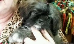 I HAVE A 4 MONTH EMPERIAL SHIH-TZU.&nbsp; THE PUPPY IS LESS THAN FOUR POUNDS.&nbsp; SHE WILL MAKE A SWEET LAP DOG.&nbsp; SHE IS A DARK BRINDLE AND HAS 4 WHITE SOCKS.&nbsp; SHE IS REGISTERED PUPPY.&nbsp; SHE HAS ALL SHOTS AND HAS BEEN WORMED.&nbsp; SHE IS