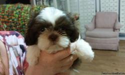I have some very pretty&nbsp;chocalate and white shih-tzu&nbsp; They do have their registration&nbsp;papers.&nbsp; I have some boys and girls.&nbsp; The females are&nbsp;450.00 and the males are 400.00.&nbsp; They&nbsp;are 9 weeks old and now running all