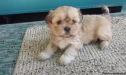 1 BEAUTIFUL PUREBRED TAN FEMALE SHIH-TZU 11WKS OLD. BORN ON 3-11-14. ABSOLUTE GORGEOUS AND VERY PLAYFUL. WITH SHOTS.