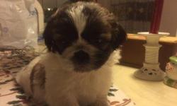 Beautiful and Healthy SHIH TZU PUPPIES, CKC Registrations. We have 2 Males. They are WHITE AND LIGHT GOLD and should be around 12 pounds as adults. They are priced at $299. Puppies are 8 weeks old and ready for their new homes and families. Puppies are up