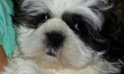 Champ-line Shih-Tzu male puppies for sale. Puppies come with puppy kit, registration papers, pedigree, first puppy shots, and potty trained on puppy pads.