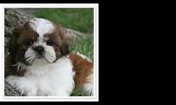 Shih-Tzu Puppies - Imperials
Imperial Shih-Tzu puppies.
A.K.C. Registered with papers.
(Very Small) Will weigh between 5-8 pounds
full grown.
Current vaccinations and dewormed.
Flea and tick protected.
Family raised in my home.
2 Females and 2 Males.$500