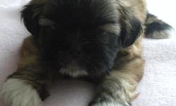 Shih-Tzu Puppies - Imperials
Imperial Shih-Tzu puppies.
A.K.C. Registered with papers.
(Very Small) Will weigh between 5-8 pounds
full grown.
Current vaccinations and dewormed.
Family raised in my home.
$500
Sharon 813-412-1919