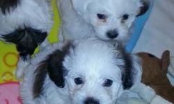 BEAUTIFUL SHIH-TZU AND POODLE MIX. NONE SHEDDING,SOFT SILKY FUR.VET CHECKED, DEWCLAWS REMOVED,FIRST PUPPY SHOTS. CALL , TEXT OR EMAIL, 586-337-2225. 1 FEMALE AND 3 MALES.