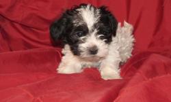 &nbsp;&nbsp; Seven week old male puppy born December 28, 2014. &nbsp;Very playful and loves interacting with people and other dogs. &nbsp;Mother is a Shihtzu Poodle cross and Father is a Toy Poodle both parents are house dogs with good manners.&nbsp; This