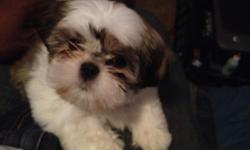 Please see a picture of "pumpkin" 9 week old Shih Tzu. She is very smart. She was the one and only
from her mom's litter. She is AKC registered. We are asking $1200. Please call --.
She will make a great christmas gift for someone.
&nbsp;
Thank You